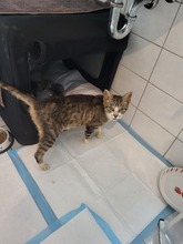 SAJMA, Katze, Europäisch Kurzhaar Mix in Wendelstein