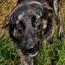PENELOPE, Hund, Mischlingshund in Griechenland
