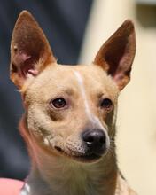 DESTINY, Hund, Mischlingshund in Italien