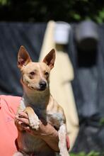 DESTINY, Hund, Mischlingshund in Vechta