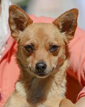 DESIRE, Hund, Mischlingshund in Italien