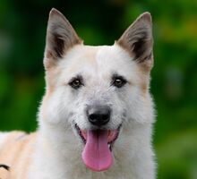 HARIBO, Hund, Mischlingshund in Rumänien