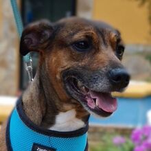 CHULA, Hund, Mischlingshund in Burgdorf