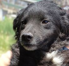 MILI, Hund, Mischlingshund in Rumänien