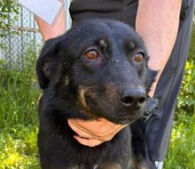 ARYA, Hund, Mischlingshund in Rumänien