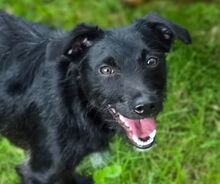 LILLY, Hund, Mischlingshund in Gefrees