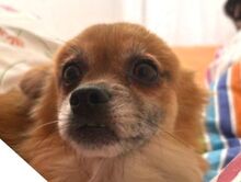 LIESEL, Hund, Chihuahua-Mix in Dortmund