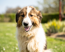 SAMIR, Hund, Mischlingshund in Hagen