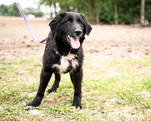 KATINA, Hund, Mischlingshund in Hagen