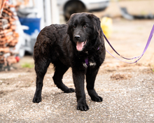 NEVINA, Hund, Mischlingshund in Hagen