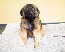WILMA, Hund, Mischlingshund in Hagen
