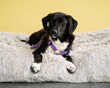 CANDRA, Hund, Mischlingshund in Hagen