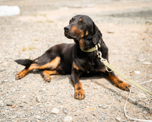 BABO, Hund, Mischlingshund in Hagen