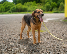 LOUIS, Hund, Mischlingshund in Hagen