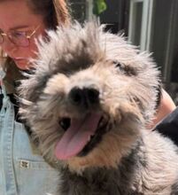 PRINCIPESSA, Hund, Mischlingshund in München