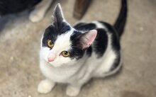 CARLA, Katze, Europäisch Kurzhaar-Mix in Röttenbach
