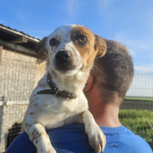 SNOOPA, Hund, Mischlingshund in Rumänien
