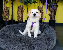 MIVANA, Hund, Mischlingshund in Hagen