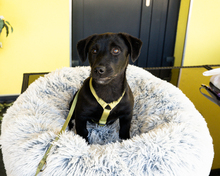 BELMONDO, Hund, Mischlingshund in Hagen