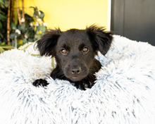 MAKINO, Hund, Mischlingshund in Hagen