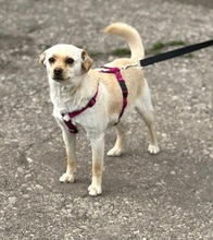PIXI, Hund, Chihuahua-Mix in Fürstenwalde