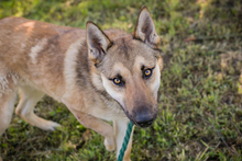 SANDRO, Hund, Deutscher Schäferhund-Mix in Kroatien