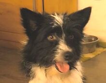 RUFUS, Hund, Mischlingshund in Selbitz