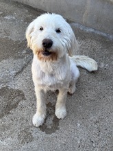 HELION, Hund, Mischlingshund in Ungarn