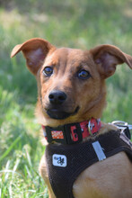 BOBO, Hund, Mischlingshund in Ungarn