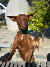 ALBA, Hund, Podenco in Spanien