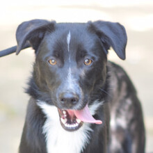 CÄSAR, Hund, Mischlingshund in Ungarn