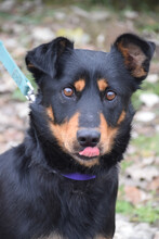 LANA, Hund, Mischlingshund in Ungarn