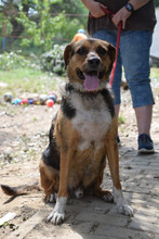 DONUT, Hund, Mischlingshund in Ungarn