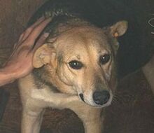 LULU2, Hund, Mischlingshund in Rumänien
