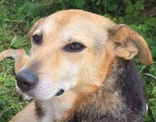 LULU2, Hund, Mischlingshund in Maßbach