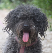 TILDA, Hund, Mischlingshund in Ungarn
