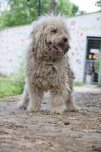 NICO, Hund, Mischlingshund in Ungarn