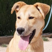 IDRISS, Hund, Mischling, vermutlich Herdenschutzhund x Husky in Spanien