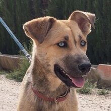 SAMIRA, Hund, Mischlingshund in Spanien