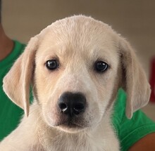 TOWIA, Hund, Mischlingshund in Italien