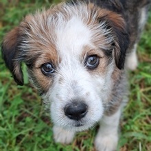 LUCIA, Hund, Mischlingshund in Griechenland