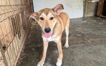 MOMO, Hund, Mischlingshund in Rennertshofen