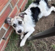 MAILA, Hund, Mischlingshund in Wischhafen