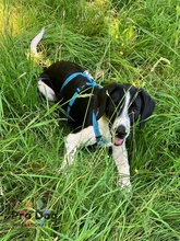 KARLSSON, Hund, Mischlingshund in Osterrade
