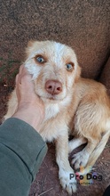 FINJA, Hund, Mischlingshund in Oftersheim