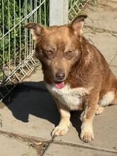 SAVI, Hund, Mischlingshund in Rumänien