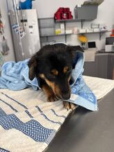 YADA, Hund, Mischlingshund in Rumänien