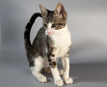 DREAM, Katze, Hauskatze in Zypern