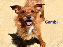 GAMBI, Hund, Mischlingshund in Spanien