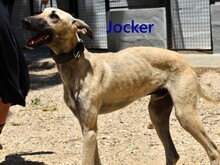JOCKER, Hund, Galgo-Mix in Spanien